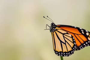 Monarch Butterfly Biology Flashcards