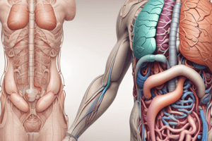 Digestive System Functions