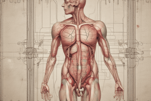 Anatomía de la vejiga urinaria