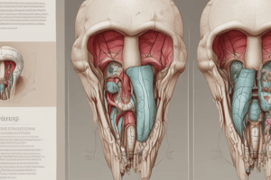 Root Morphology of Human Dentition