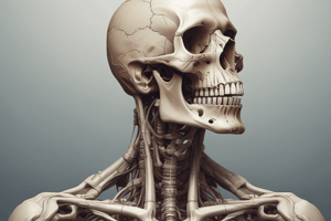 Human Skeletal System