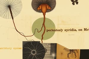 Protonephridia: Excretory System Overview