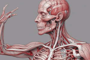 Human Anatomy Muscles and Circulatory System Quiz