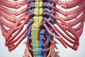 İnsan Anatomi - Columna Vertebralis Quiz