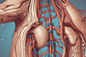 The Urinary System: Functions and Processes