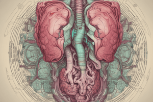 Anatomy of Abdominal Organs