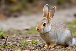 Rabbit Population Adaptation and Climate Change