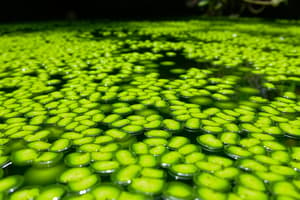 Algae: the world's most important plants