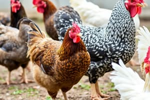 Poultry Strains: Egg, Meat & Dual Purpose