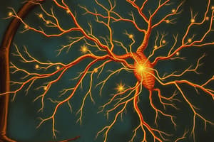 Vegetative Nervous System Quiz