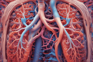 Respiratory System Functions and Structure