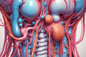 Anatomy of the Spermatic Cord