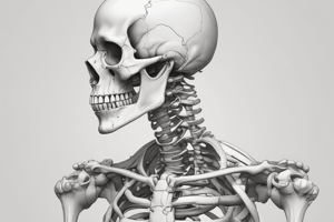 Anatomia: Lo Scheletro Umano