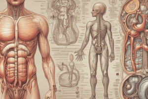 Human Digestive and Urinary System