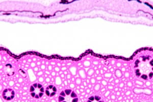 Epithelial Tissue Overview