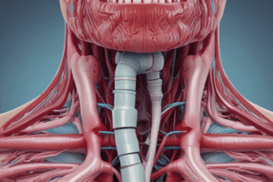 Respiratory System Anatomy: Nasopharynx, Oropharynx, Laryngopharynx, Larynx