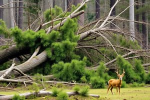 When Great Trees Fall (Easy)