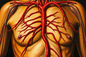 Circulatory System: Arteries and Veins