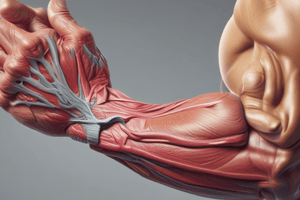 Anatomy of Dorsal Interosseous Muscle and Flexor Retinaculum