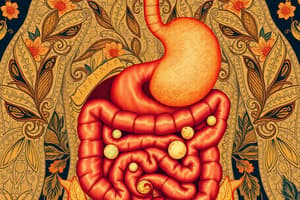 Digestive System Overview