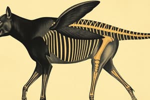 Animal Body Plans: Evolution and Symmetry