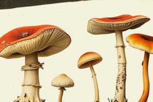 Mushroom Identification Quiz