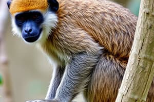 Primate Classification Chapter 10