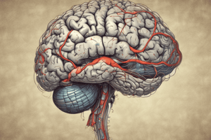 Anatomy of the Brain - Motor Cortex