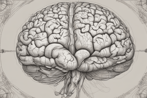 Brain Anatomy and Functions