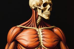 Muscular System Overview and Structure