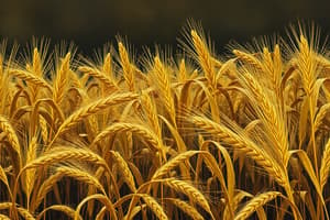 Agricultural Science and HD 3386 Wheat Variety