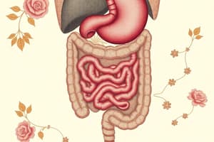 Digestive System Overview and Functions