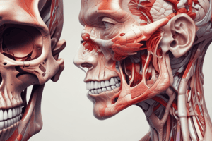 Human Anatomy: Head and Face Structure