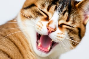 Veterinary Anesthetics and Emetics in Cats