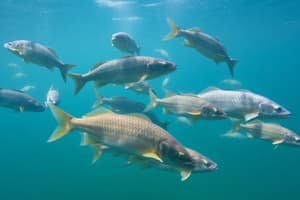 Understanding Fish Migration