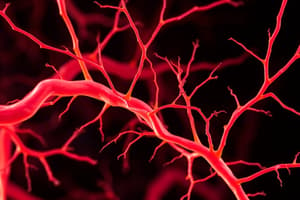 Peripheral Neuropathy in Rat Models of T2DM