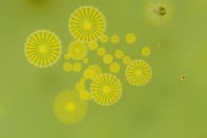 Diatoms and Golden Algae Overview