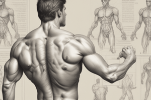 Anatomy of Back Muscles