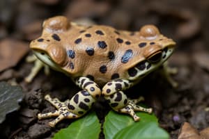 Toad Life Cycle Quiz