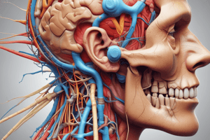 Cranial Nerves and Ear Anatomy Quiz