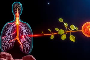 Cellular Respiration and Photosynthesis Quiz