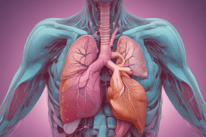 Respiratory System and Lung Sounds