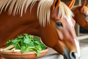 L'alimentation du cheval: Glucides, Gras et Protéines