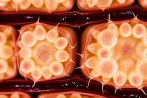 Plant Cell Types: Parenchyma, Collenchyma, Sclerenchyma