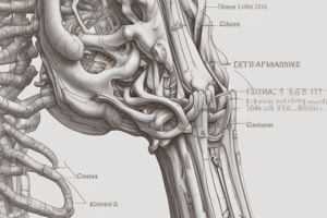 The Vertebral Column: Structure and Function