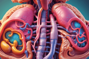 Human Digestive System Functions Quiz