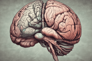 Cerebellum Anatomy