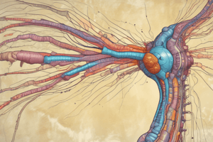 Pain Signal Transmission in the Spinal Cord