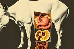 Animal Nutrition: Food Processing and Ingestion