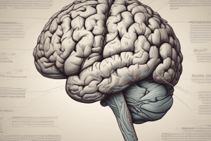 Diencephalon Structure and Components